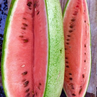 Hạt giống dưa hấu Gary