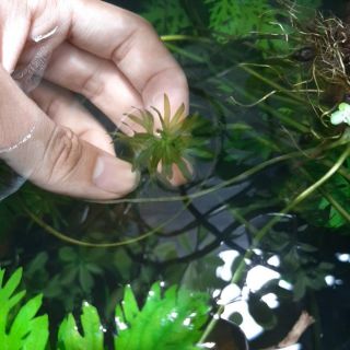 Rong đuôi chó thủy sinh, 5 ngọn