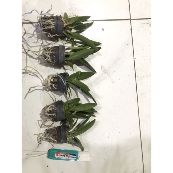 Brass phượng hoà lửa giống