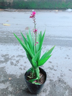 Cây Lan Đất Có Hoa Màu Tím