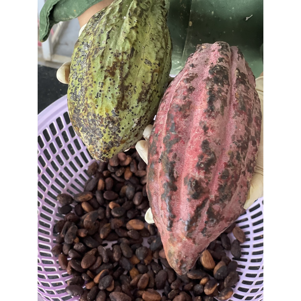 VIÊN TINH NGHỆ SỮA ONG CHÚA VỊ CACAO | Thuận Thiên Shop Hai Chị Em | Hỗ Trợ Trị Đau Bao Tử, Dạ Dày | Hộp 330g | BigBuy360 - bigbuy360.vn