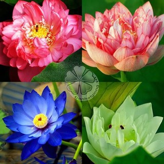 hạt giống hoa sen cung đình gói 5 hạt