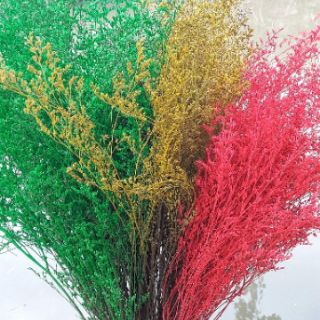 HOA KHÔ ( HOA SAO TÍM)