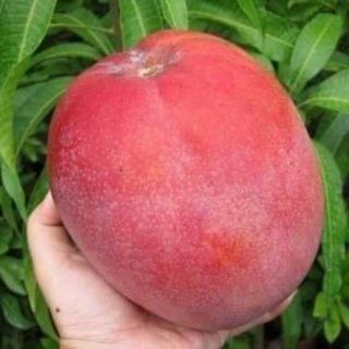 CÂY GIỐNG XOÀI ĐỎ NHẬT BẢN