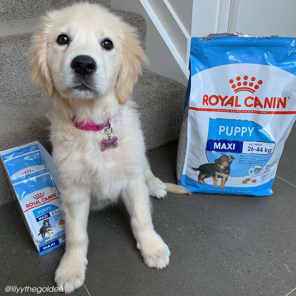 ROYAL CANIN - MAXI PUPPY [ CHÍNH HÃNG ] - Thức ăn dành cho chó từ 25-44 kg