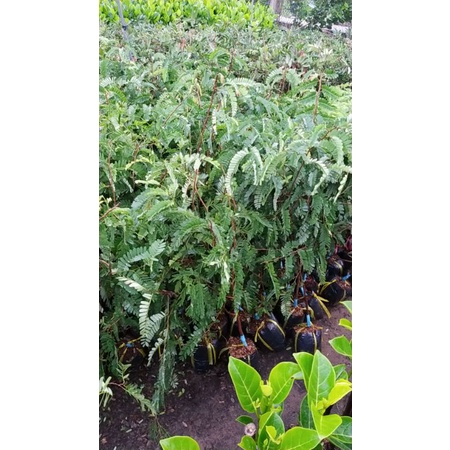 CÂY GIỐNG ME THÁI SIÊU NGỌT SIÊU QUẢ