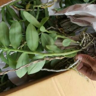 Hoa phong lan phi điệp lai trầm