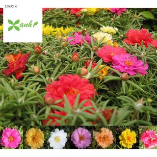 Giống hoa Mười giờ mix (100 hạt nhiều màu)