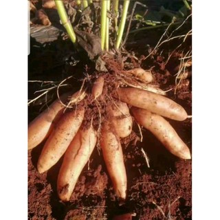 KHOAI SÂM ĐẤT NGON TUYỆT CÚ MÈO