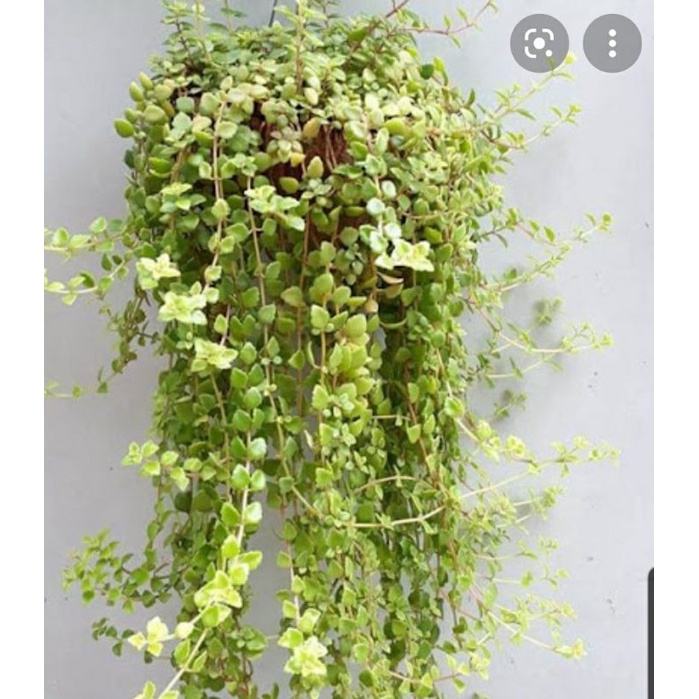 Cây vảy rồng rũ đẹp