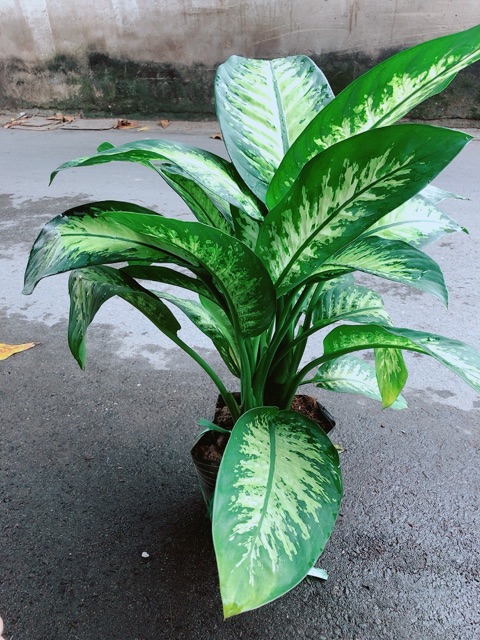Vạn Niên Thanh Size Đại