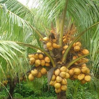 cây dừa vàng (dừa tam quan)