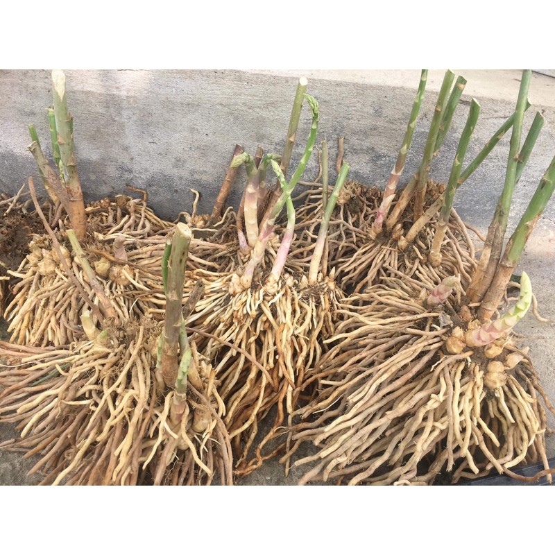 Gốc măng tây