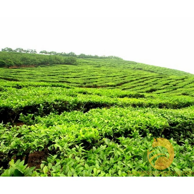 Trà thái nguyên nõn tôm loại 1 top chè thái trà khô 100G_TN08 | BigBuy360 - bigbuy360.vn