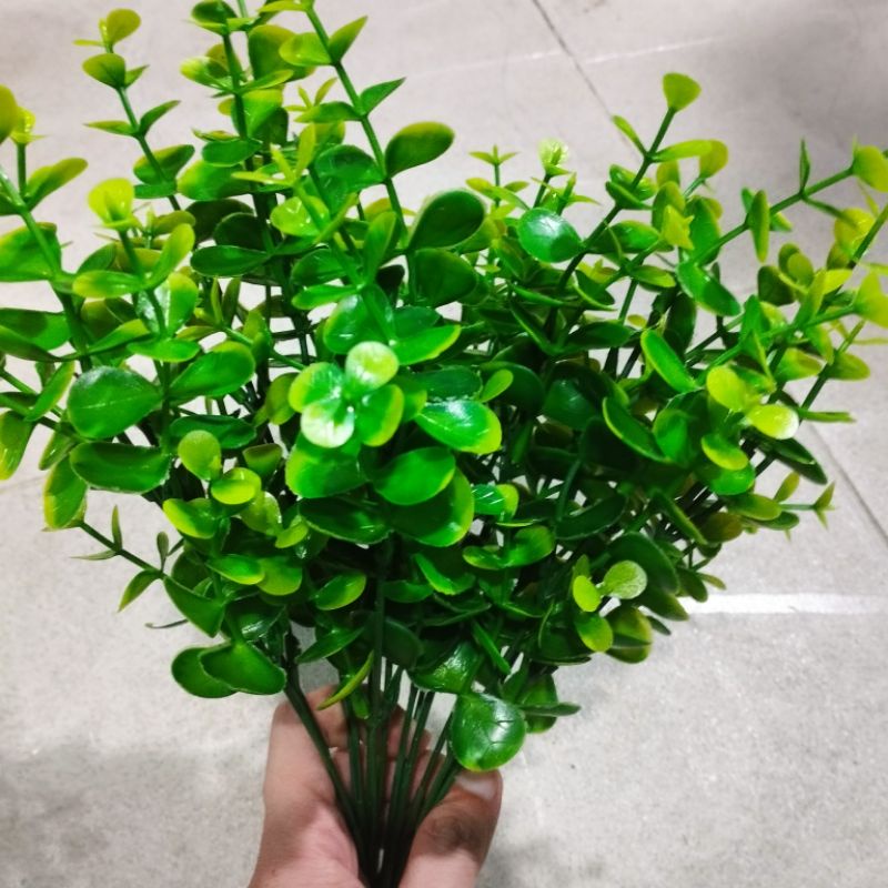Nhánh thông trang trí hồ bò sát, ốc cảnh. OMH Biên Hòa.