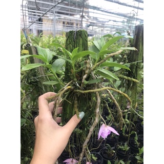 |SIÊU ĐẸP| Trầm 6 Mắt Thơm (Bảng Lá Bảo Hành Mặt Hoa)