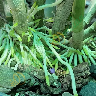 AC ROOTS - Kích Rễ Cho Hoa Phong Lan