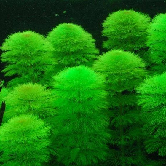 Cây Thủy Sinh Cất Cắm giá rẻ tự chọn - tổng hợp các loại cây thủy sinh không cần Co2 dễ sống- Mộc Nhân Farm