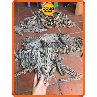 Lũa xương rồng Nam Mĩ Cholla Cactus size S,M