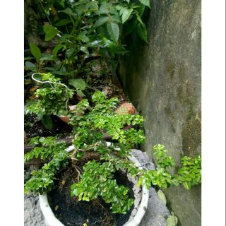 Cây kim quýt bonsai