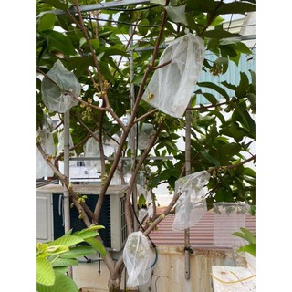 Cây 🌲 Mận  An phước...1m6