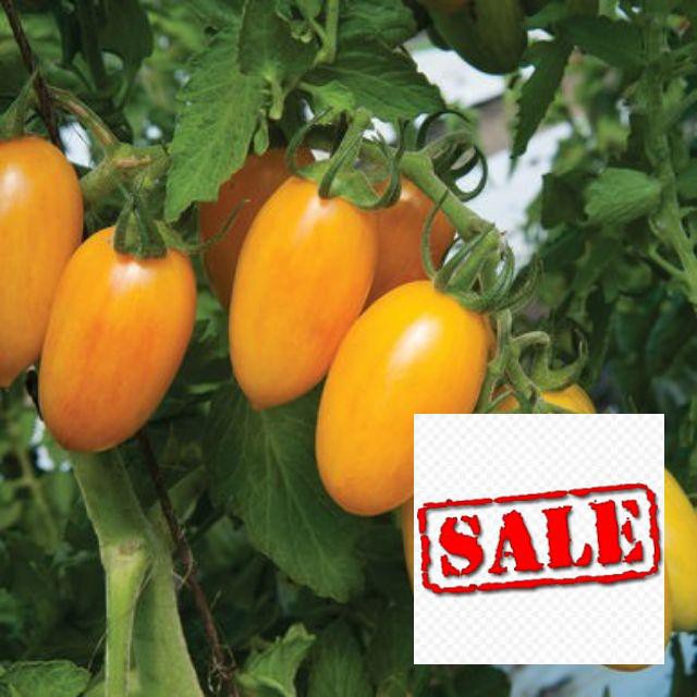 20 hạt giống cà chua nova vàng SALE