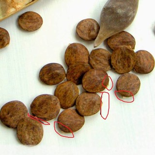 Hạt giống hoa tử đằng mix gói 5 hạt (TẶNG gói kích thích hỗ trợ hạt nảy mầm)