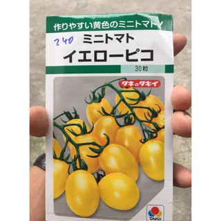 hạt giống cà chua pico vàng ngọt nhật bản
