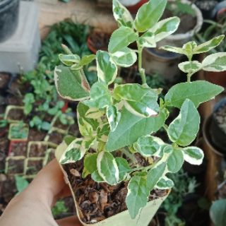 Cây ngót cẩm thạch