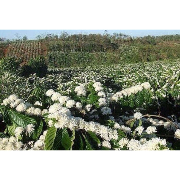 Mật Ong Hoa Cà Phê Đaklak -