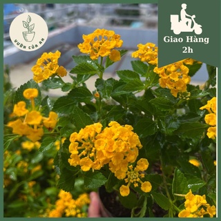Cây Hoa ngũ sắc vàng / Trâm ổi vàng cây giống hoa nở quanh năm cây cảnh trang trí sân vườn, ban công, vườn của an