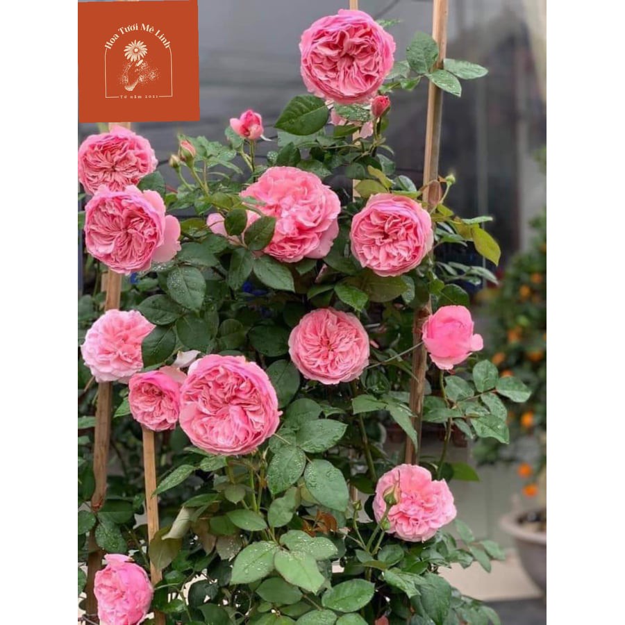 Hoa hồng ngoại Carey rose – Giống hồng cắt cành độc đáo, cuốn hút-HoaTuoiMeLinh