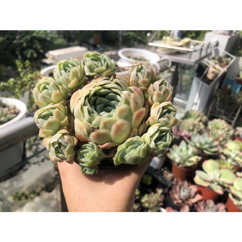 sen đá Hải ly bụi nhiều đầu