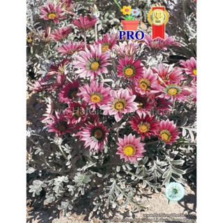 50h Hạt Giống Hoa Cúc Huân Chương Talent Hồng F1Pro (| -KD: B16*V22*M238)