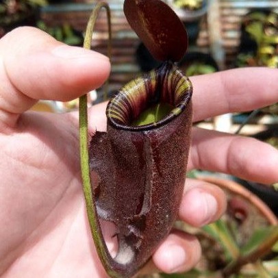 cây nắp ấm Nx Rafflesiana x Ampullaria black