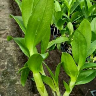 Lan denro nắng rồng xanh