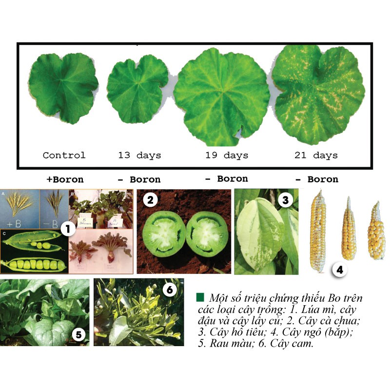 Phân bón Vi lượng cao cấp dạng Chelate