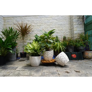 CHẬU SỨ TRẮNG HỌA TIẾT 18*21CM