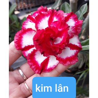 combo 2 CÂY HOA SỨ THÁI CÁNH KÉP " KIM LÂN " - BẢO HÀNH MẶT HOA KÉP Y ẢNH