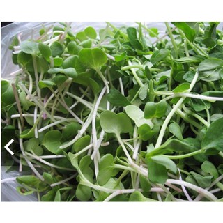 Hạt Giống rau Mầm cải ngọt