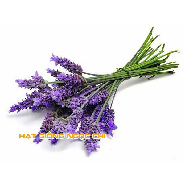 Hạt Giống Hoa Oải Hương (Hoa Lavender) - 100 Hạt