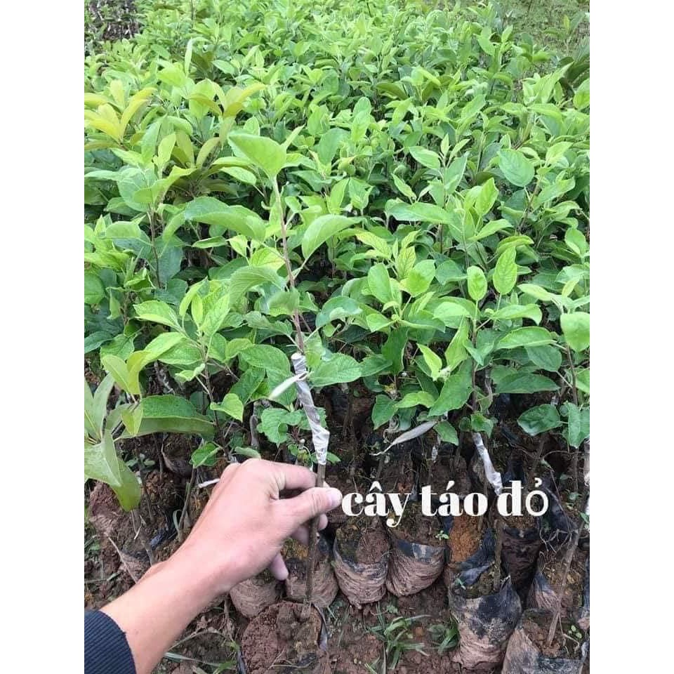 CÂY GIỐNG TÁO ĐỎ