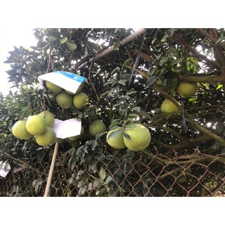 Bưởi Tân Triều