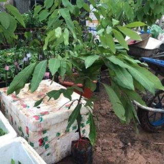 Cây 🌲 Nhãn thạch kiệt... giống Nhãn hạt lép
