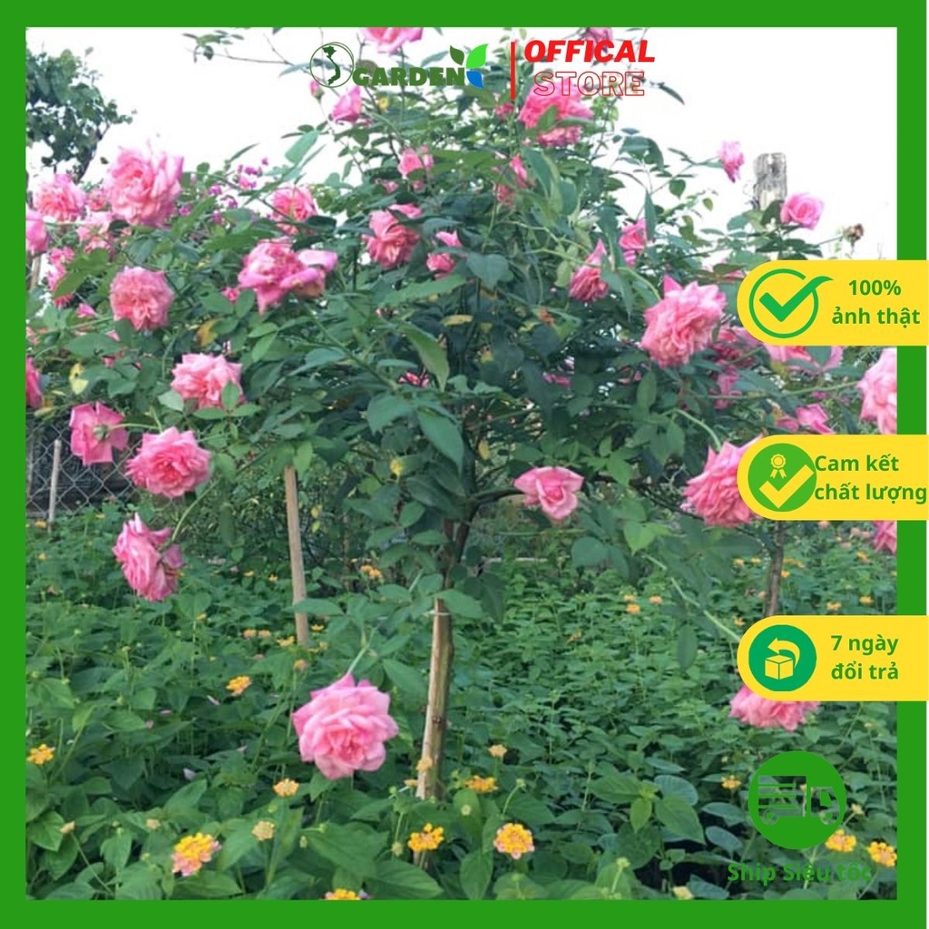 Cây hoa hồng cổ sapa, giống hoa hồng cổ, cây cao khoảng 30-40 cm (cây như hình)