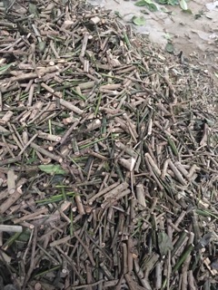 Xạ Đen Hòa Bình 1KG