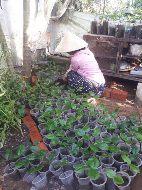 Cây đào hồng nhung sóc trăng