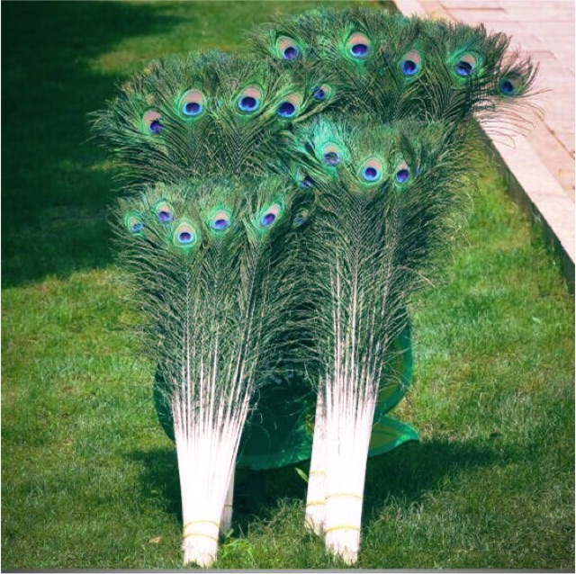 30 lông công phong thủy 80-90cm