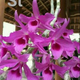 Trầm Thanh củi cây giống