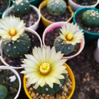 Xương rồng aster ( size hoa)6-7cm +